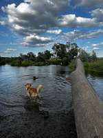 Hundeauslaufgebiet-Hundestrand Grifte-Bild