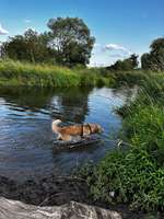 Hundeauslaufgebiet-Hundestrand Grifte-Bild