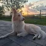 Beruhigung für den Hund-Beitrag-Bild