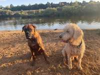 Hundeauslaufgebiet-Hundestrand Viereth-Bild