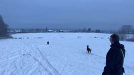 Hundeauslaufgebiet-Waldwiese Gaustadt-Bild