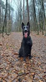 Hundeauslaufgebiet-Kamper Wald-Bild