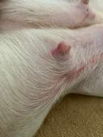 Meine Hündin wurde an der zitze gekratzt, sowie auch an ihrer Brust. Was tun?-Beitrag-Bild