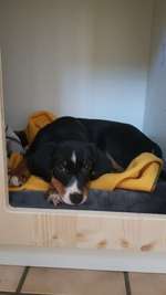 Hund an Halsband und Geschirr gewöhnen-Beitrag-Bild