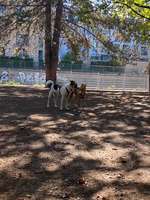 Hundeauslaufgebiet-Eingezäunte Freilauffläche im Kurpark-Bild