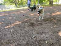 Hundeauslaufgebiet-Eingezäunte Freilauffläche im Kurpark-Bild
