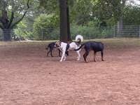 Hundeauslaufgebiet-Eingezäunte Freilauffläche im Kurpark-Bild
