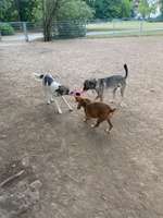 Hundeauslaufgebiet-Eingezäunte Freilauffläche im Kurpark-Bild