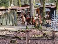 Hundeauslaufgebiet-Wäller Waldlehrpfad & Outdoorzentrum-Bild