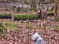 Hundeauslaufgebiet-Wäller Waldlehrpfad & Outdoorzentrum-Bild