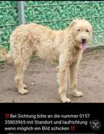 Suchmeldung-Bailey-Bild