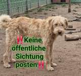 Suchmeldung-Bailey-Bild