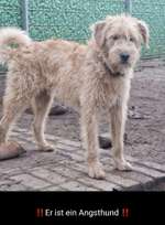 Suchmeldung-Bailey-Bild