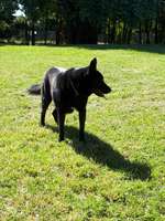 Hundeauslaufgebiet-Hundewiese Achern des TSV-Bild