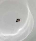 Zecke mit großem Kopf?-Beitrag-Bild