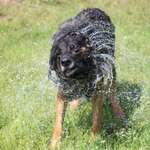 Ersteller:in Sascha Profilbild