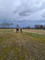 Hundeauslaufgebiet-Windkraftrad-Bild