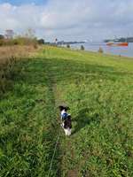 Hundeauslaufgebiet-Ritzenbüttler Sand Lemwerder-Bild