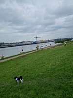 Hundeauslaufgebiet-Ritzenbüttler Sand Lemwerder-Bild