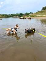 Hundeauslaufgebiet-Hundestrand Viereth-Bild