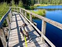 Hundeauslaufgebiet-Fichtelsee-Bild