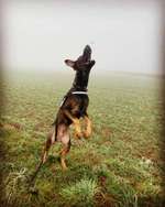 Perfektes Halsband für einen Dobermann?-Beitrag-Bild