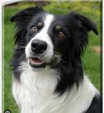 Suchmeldung-Luna-Bild