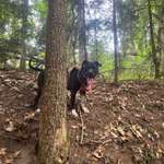 Suchmeldung-Ozzy-Bild