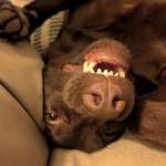 Ersteller:in Lore Profilbild