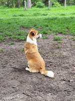 Hundeauslaufgebiet-Hundefreilauffläche Lathen-Bild