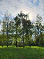 Hundeauslaufgebiet-Hundefreilauffläche Lathen-Bild