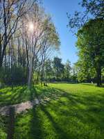 Hundeauslaufgebiet-Hundefreilauffläche Lathen-Bild