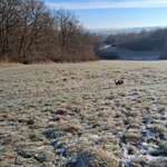 Hundeauslaufgebiet-Grosses Wiesengelände Ende Syratal-Bild