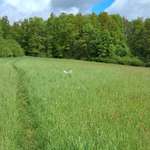 Hundeauslaufgebiet-Grosses Wiesengelände Ende Syratal-Bild