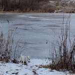 Hundeauslaufgebiet-Neuteich hinterm Billerlager-Bild