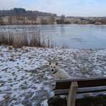 Hundeauslaufgebiet-Neuteich hinterm Billerlager-Bild