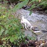 Hundeauslaufgebiet-Syratal Plauen, Richtung Neundorf und Stadtpark-Bild
