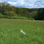 Hundeauslaufgebiet-Grosses Wiesengelände Ende Syratal-Bild