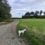 Hundeauslaufgebiet-Windmühle Syrau, Fröbersgrün-Bild