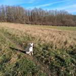 Hundeauslaufgebiet-Grosses Wiesengelände Ende Syratal-Bild