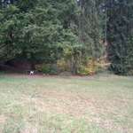 Hundeauslaufgebiet-Syratal Plauen, Richtung Neundorf und Stadtpark-Bild