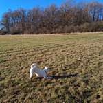 Hundeauslaufgebiet-Grosses Wiesengelände Ende Syratal-Bild