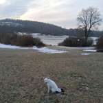 Hundeauslaufgebiet-Neuteich hinterm Billerlager-Bild