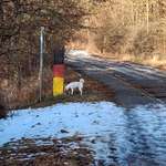 Hundeauslaufgebiet-Neundorfer Rundwanderweg-Bild