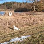 Hundeauslaufgebiet-Neundorfer Rundwanderweg-Bild