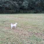 Hundeauslaufgebiet-Syratal Plauen, Richtung Neundorf und Stadtpark-Bild