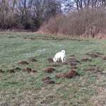 Hundeauslaufgebiet-Neundorfer Rundwanderweg-Bild