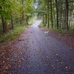 Hundeauslaufgebiet-Syratal Plauen, Richtung Neundorf und Stadtpark-Bild