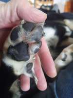 Pfotenlecken - Ursache?-Beitrag-Bild