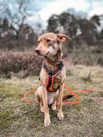 Suchmeldung-Frida-Bild